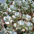 Silver Dollar Jade Succulent Cuttings 3-Pack, Crassula arborescens, Blue-Grey Foliage, Red Edges, Live Plant, Starter Plant