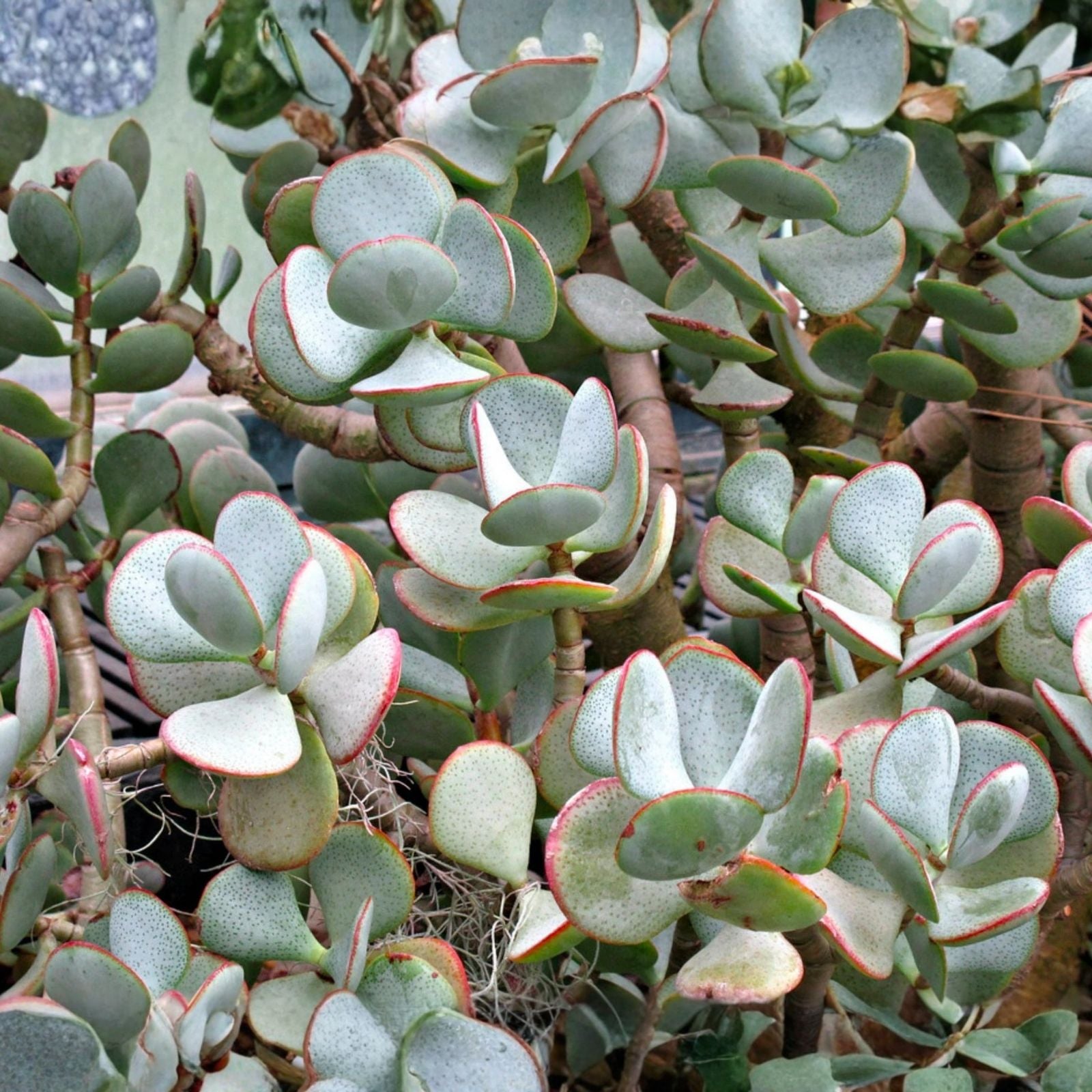 Silver Dollar Jade Succulent Cuttings 3-Pack, Crassula arborescens, Blue-Grey Foliage, Red Edges, Live Plant, Starter Plant