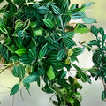 Peperomia Angulata 'Funky Frog' Rooted Cutting Variegated Houseplant Indoor Plant