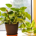 Pothos Cuttings 5 Stem Epipremnum aureum Indoor Plant Propagation Live Houseplant Starter