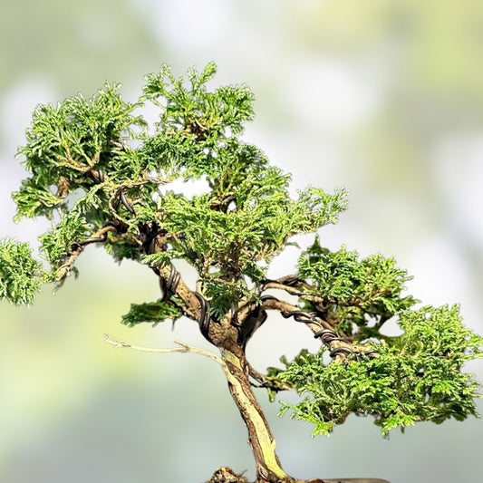 Mame Bonsai Tree Tsukumo Cypress 7 Years in Japanese Pot, Chamaecyparis Pisifera, Miniature Conifer Plant, Fast Growing