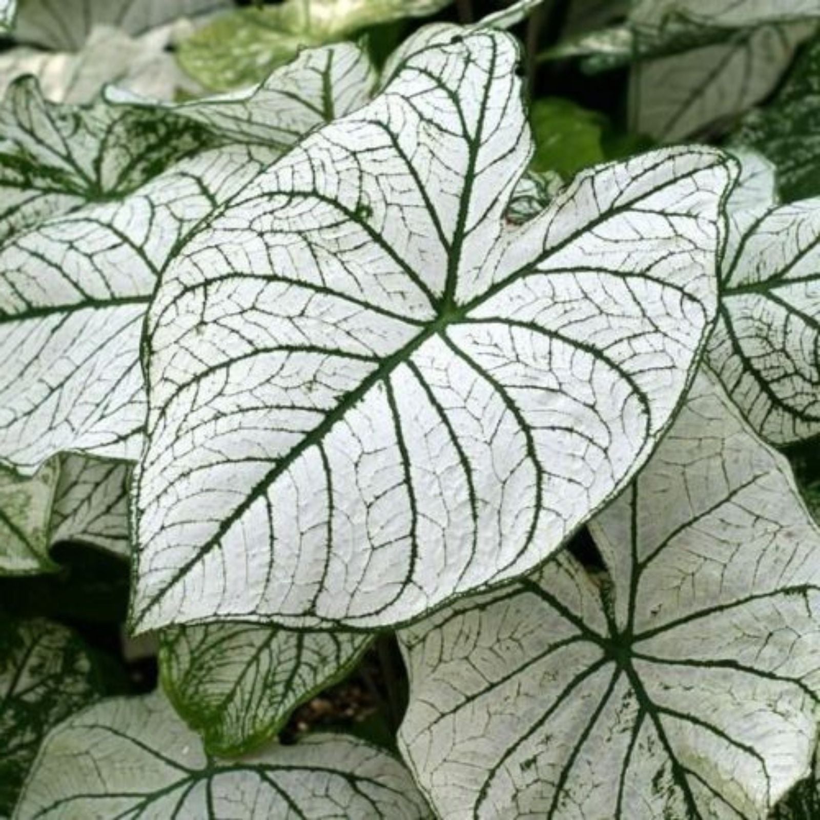 Large Caladium Bulbs White Candidum Tropical Foliage Plant – Caladium bicolor, Fresh Stock