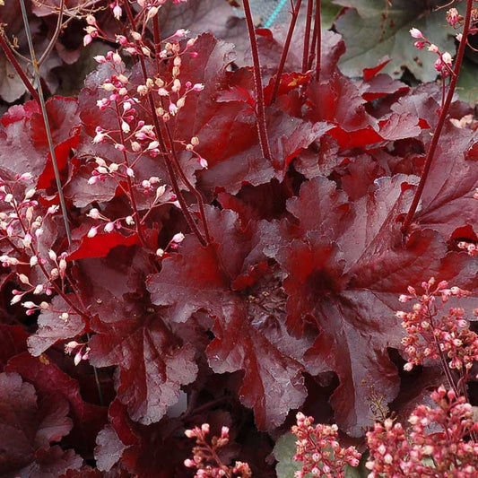 Heucherella Red Rover Bare Root Plant Coral Bells Perennial Shade Garden Live Plant Zone 4-9