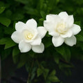Unrooted Gardenia Cuttings Southern Heirloom Gardenia Bush True Gardenia jasminoides Fast Shipping