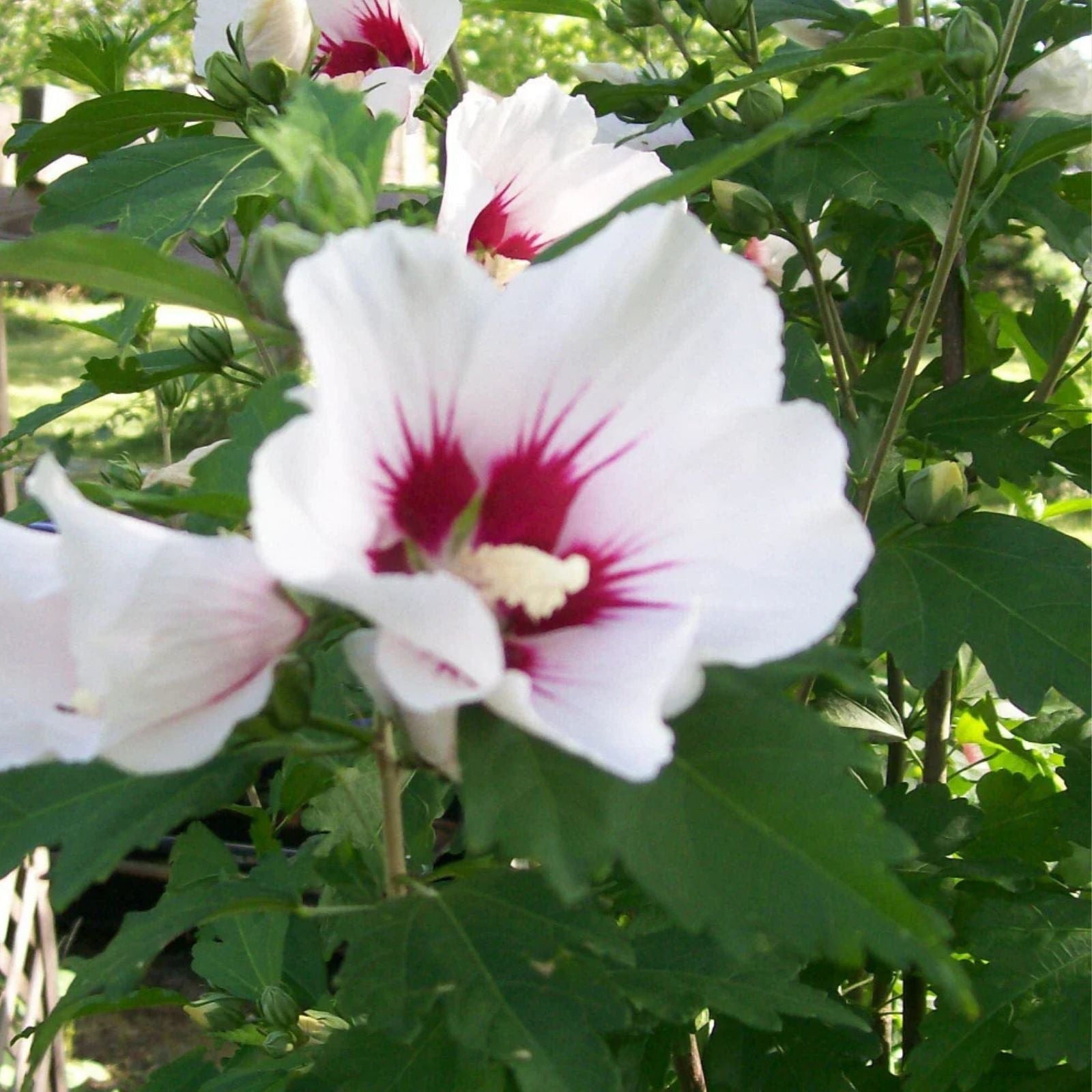 Rose of Sharon Plant Hibiscus syriacus Hardy Shrub 24-36 Inches Mixed Colors Live Plant for Zones 5-9