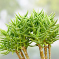 Pine Tree Succulent Cuttings - 4 Propagation Plants - Indoor Gardening Decor - Easy to Grow and Maintain - Fast Shipping