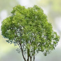 Austree Hybrid Willow Tree Cuttings 5 Pack – Fast Growing Privacy Trees Salix x sepulcralis, New Harvest Quality