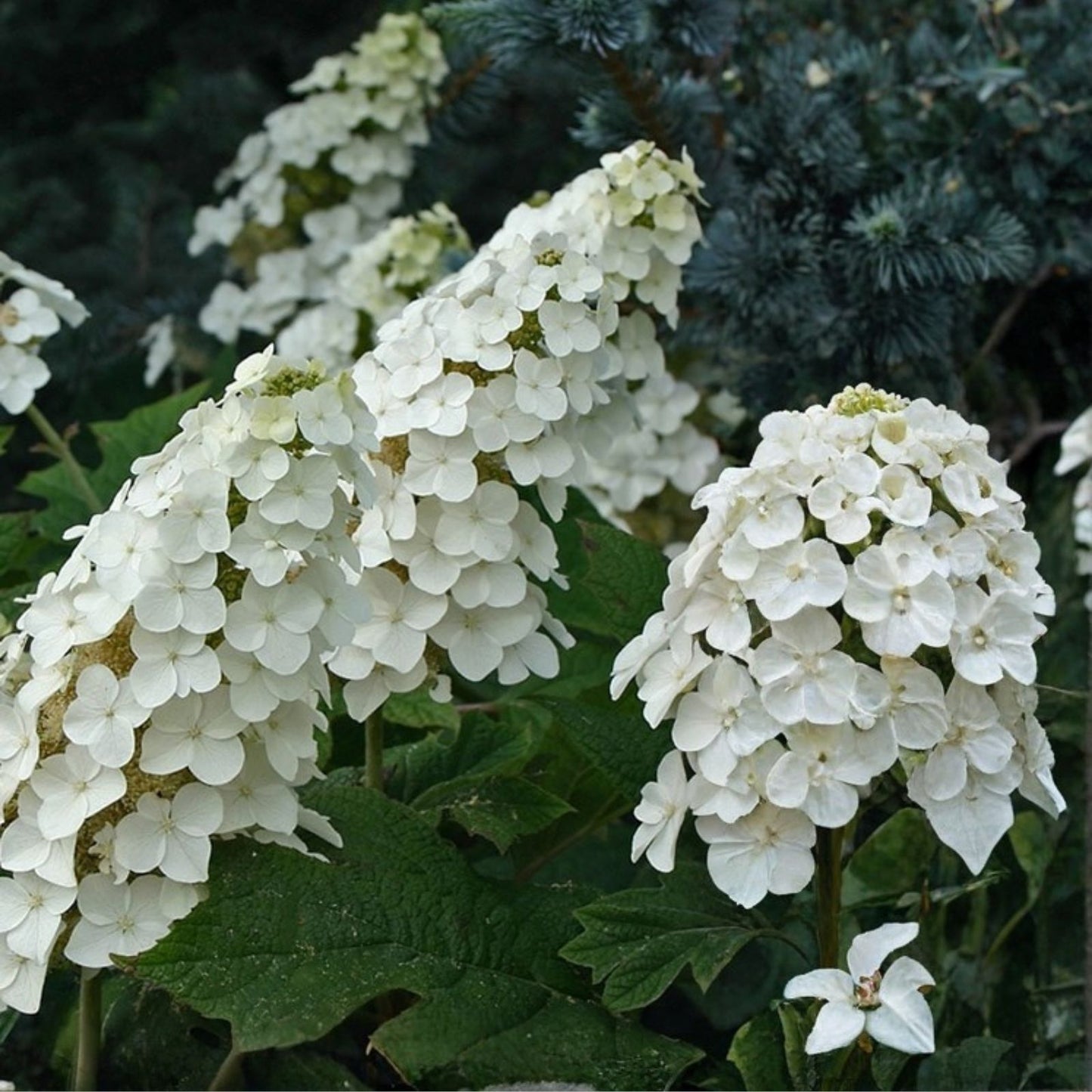 Live Snow Queen Oakleaf Hydrangea Plant 14-inch White Flowers Hydrangea quercifolia Zones 5-9