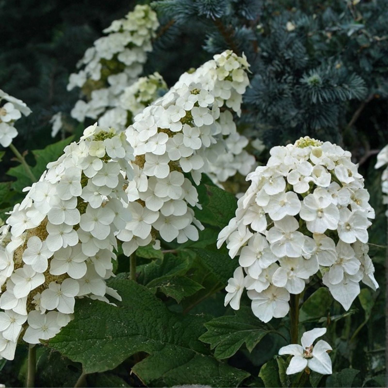 Live Snow Queen Oakleaf Hydrangea Plant 14-inch White Flowers Hydrangea quercifolia Zones 5-9