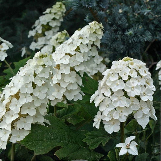 Live Snow Queen Oakleaf Hydrangea Plant 14-inch White Flowers Hydrangea quercifolia Zones 5-9
