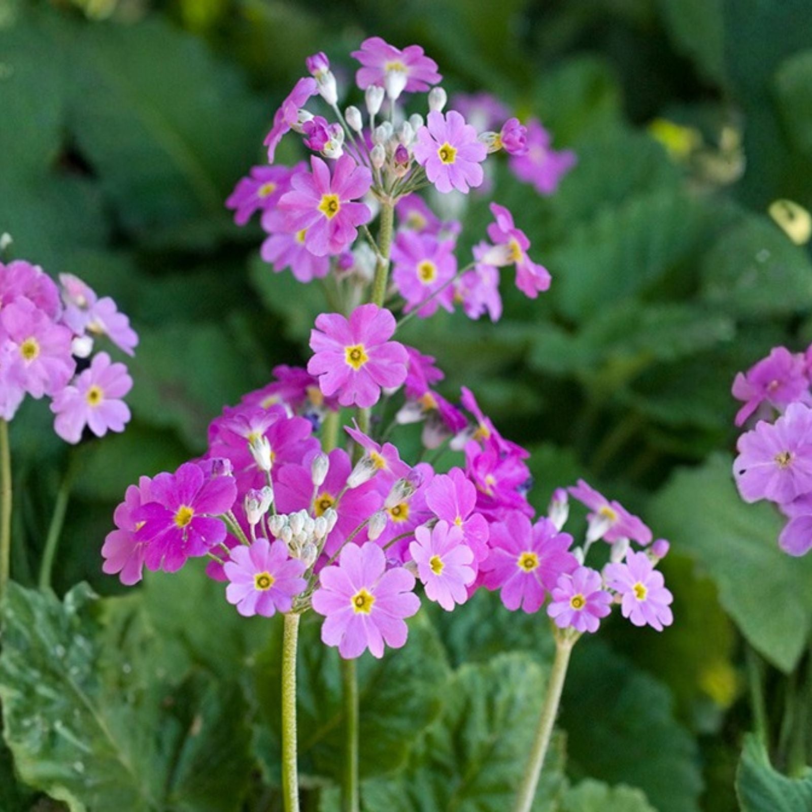 Primula Seeds Pink Mala Flower Perennial Garden Planting 100 Count Easy Grow Bright Pink Houseplant Cutting