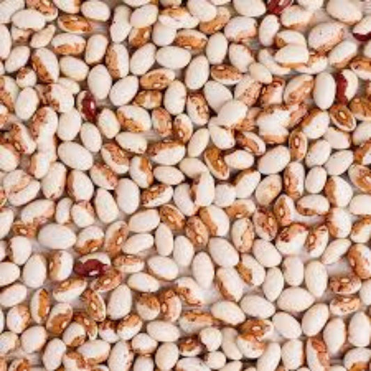 Hidatsa Shield Bean Seeds 30 Heirloom Organic Phaseolus vulgaris Non-GMO Vegetable Seeds for Easy, Nutrient-Rich Gardening