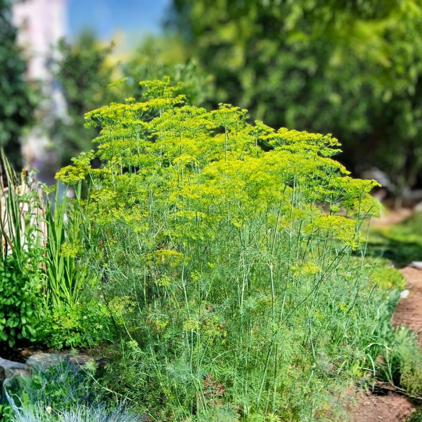 Mammoth Long Island Dill Seeds 500 Pack Heirloom Non-GMO Culinary Herb Anethum graveolens Live Plant Cutting