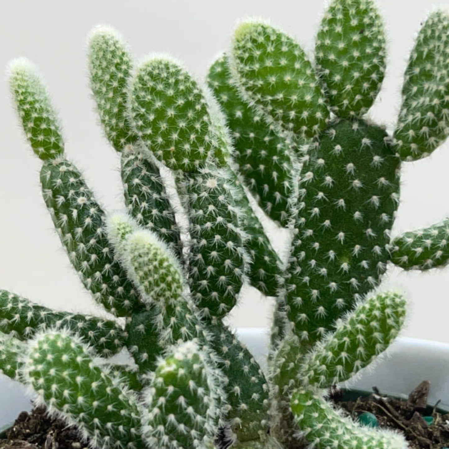 Opuntia Microdasys Bunny Ears Cactus 6" Succulent Plant - Indoor Houseplant, Easy Care, Off White Desert Plant