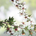 Manuka Tea Tree Seeds Leptospermum scoparium Pink Flowers Live Plant Cutting Bare Root Starter Medicinal Honey Tea Shrub