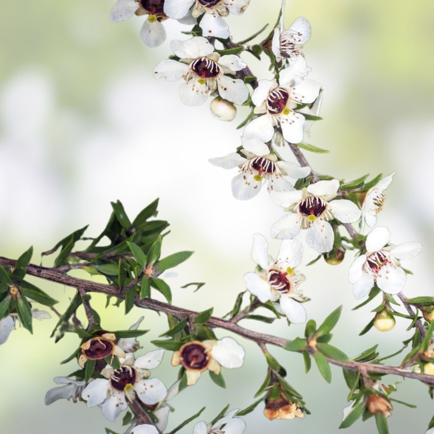 Manuka Tea Tree Seeds Leptospermum scoparium Pink Flowers Live Plant Cutting Bare Root Starter Medicinal Honey Tea Shrub