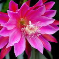 Epiphyllum Orchid Cactus Cutting 8-10 Inches Vista Sun Exotic Houseplant Succulent Plant