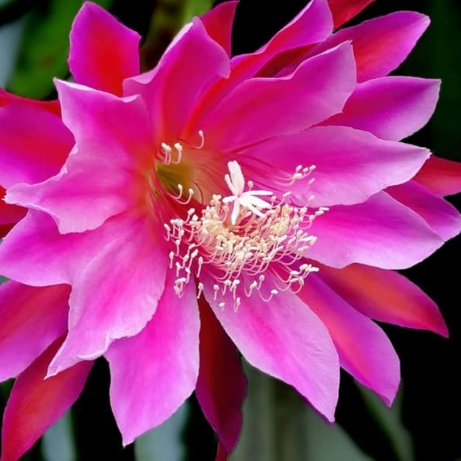 Epiphyllum Orchid Cactus Cutting 8-10 Inches Vista Sun Exotic Houseplant Succulent Plant