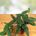 Monstera Peru Live Plant in 2.5" Pot – Karstenianum Tropical Houseplant, Indoor Green Foliage, Rooted, Fast Shipping