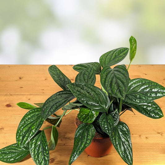 Monstera Peru Live Plant in 2.5" Pot – Karstenianum Tropical Houseplant, Indoor Green Foliage, Rooted, Fast Shipping