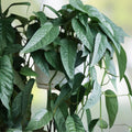 Cebu Blue Pothos Cuttings 3 Stem Indoor Houseplant Epipremnum pinnatum 'Cebu Blue' Live Plant Propagation