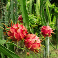 5 Pcs Dragon Fruit Cuttings 8” White Pitaya Cactus Hylocereus undatus Fresh No Root for Planting