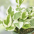 Golden Pothos Cuttings - Variegated Giant Leaf Epipremnum aureum Houseplant Propagation Material