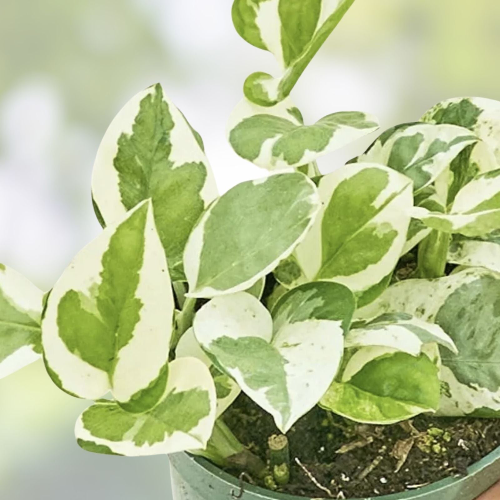 Golden Pothos Cuttings - Variegated Giant Leaf Epipremnum aureum Houseplant Propagation Material