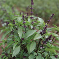 Thai Sweet Basil Seeds, Ocimum basilicum var. thyrsiflora, Herb Seeds, Live Plant, Cutting, Starter Plant, Gardening Supplies