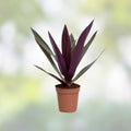 Oyster Plant Moses in the Cradle Live Plant Florida Tradescantia spathacea 3 rooted starter plants free gift