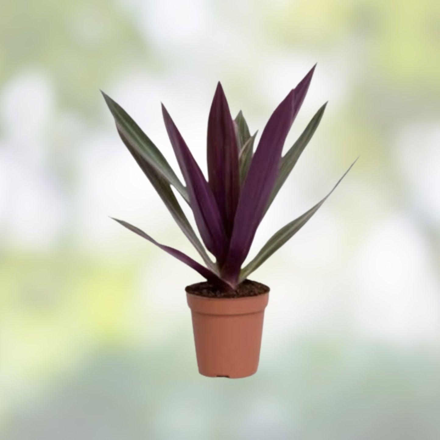 Oyster Plant Moses in the Cradle Live Plant Florida Tradescantia spathacea 3 rooted starter plants free gift