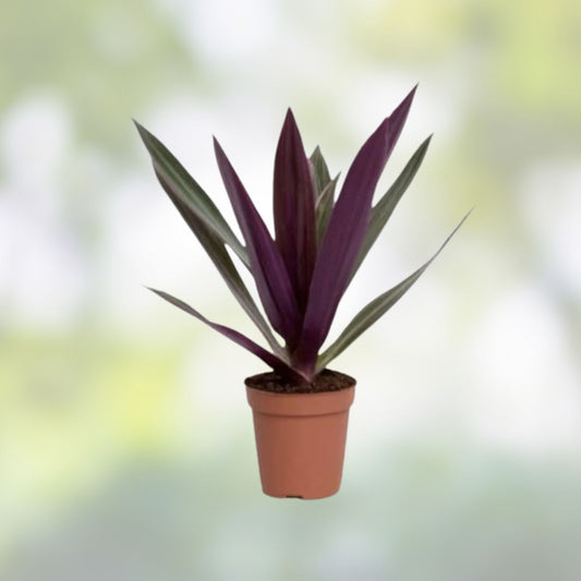 Oyster Plant Moses in the Cradle Live Plant Florida Tradescantia spathacea 3 rooted starter plants free gift