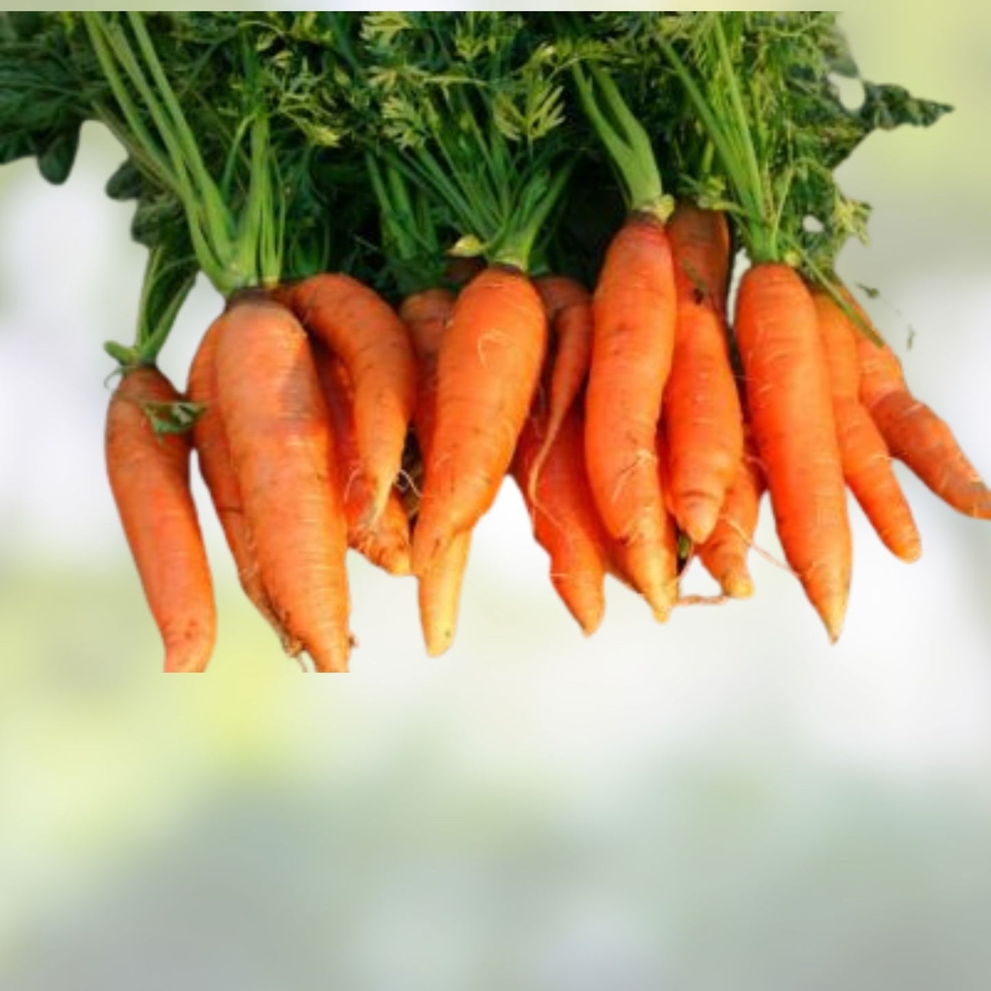 Heirloom Carrot Seeds Danvers Half Long Non-GMO Vegetable Seeds for Gardening 100+
