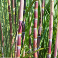 Sugar Cane Cuttings Large Organic Sweet Variety Live Plant Starter Bare Root SW Florida