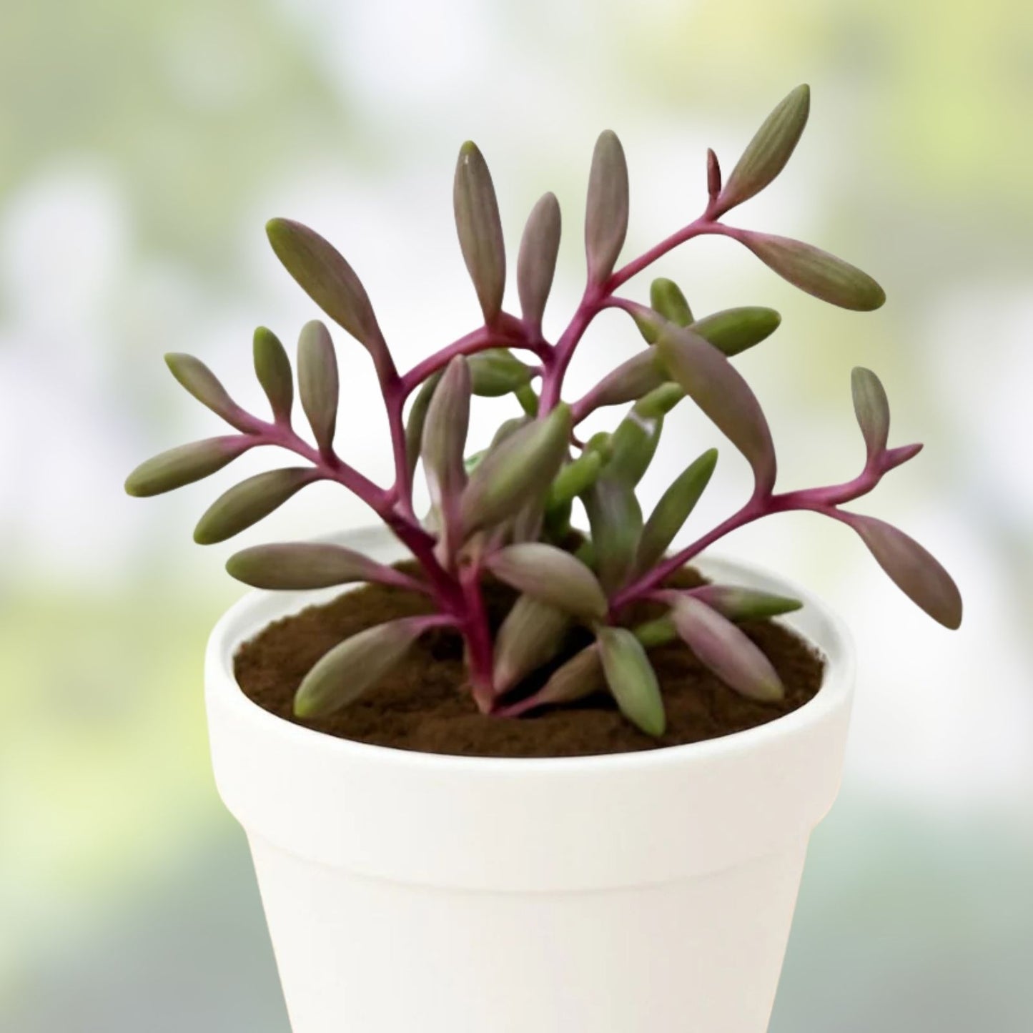 Healthy Othonna Capensis Ruby Necklace Succulent Cuttings - Organic Houseplant for Home Decor