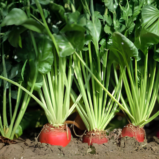 Mammoth Mangel Beet Seeds 50 Count – Giant Root Vegetable Seeds for Gardening – Beta vulgaris subsp. vulgaris