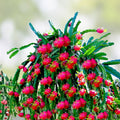 Red Dragon Fruit Cuttings 9-14" | Purple Haze Hylocereus undatus | Edible Cactus Plant for Gardening & Landscaping