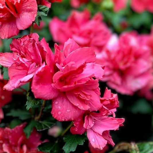 Hibiscus Syriacus Live Plant, 12-16" Bare Root Shrub, Double Red Flowers, Hardy Shrub, Lucy Rose of Sharon, Garden Flower Plant