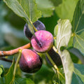 Fig Cuttings 6-Pack LSU Purple & Desert King Ficus carica Fruit Tree Propagation Live Plant Garden Supplies