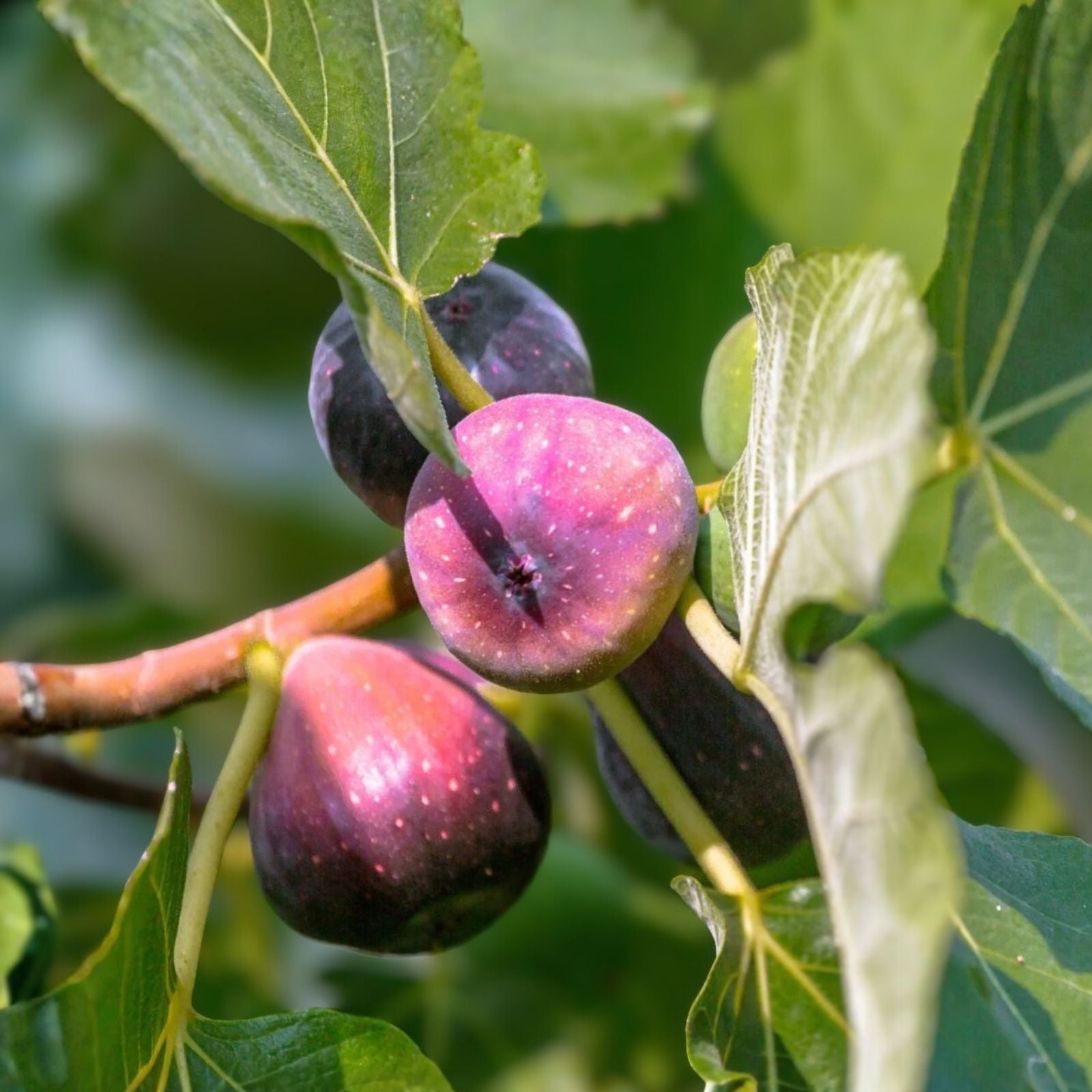 Fig Cuttings 6-Pack LSU Purple & Desert King Ficus carica Fruit Tree Propagation Live Plant Garden Supplies