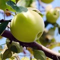 Golden Delicious Apple Tree Cuttings 6+5 Organic Scions Grafting Live Fruit Tree Propagation Malus domestica