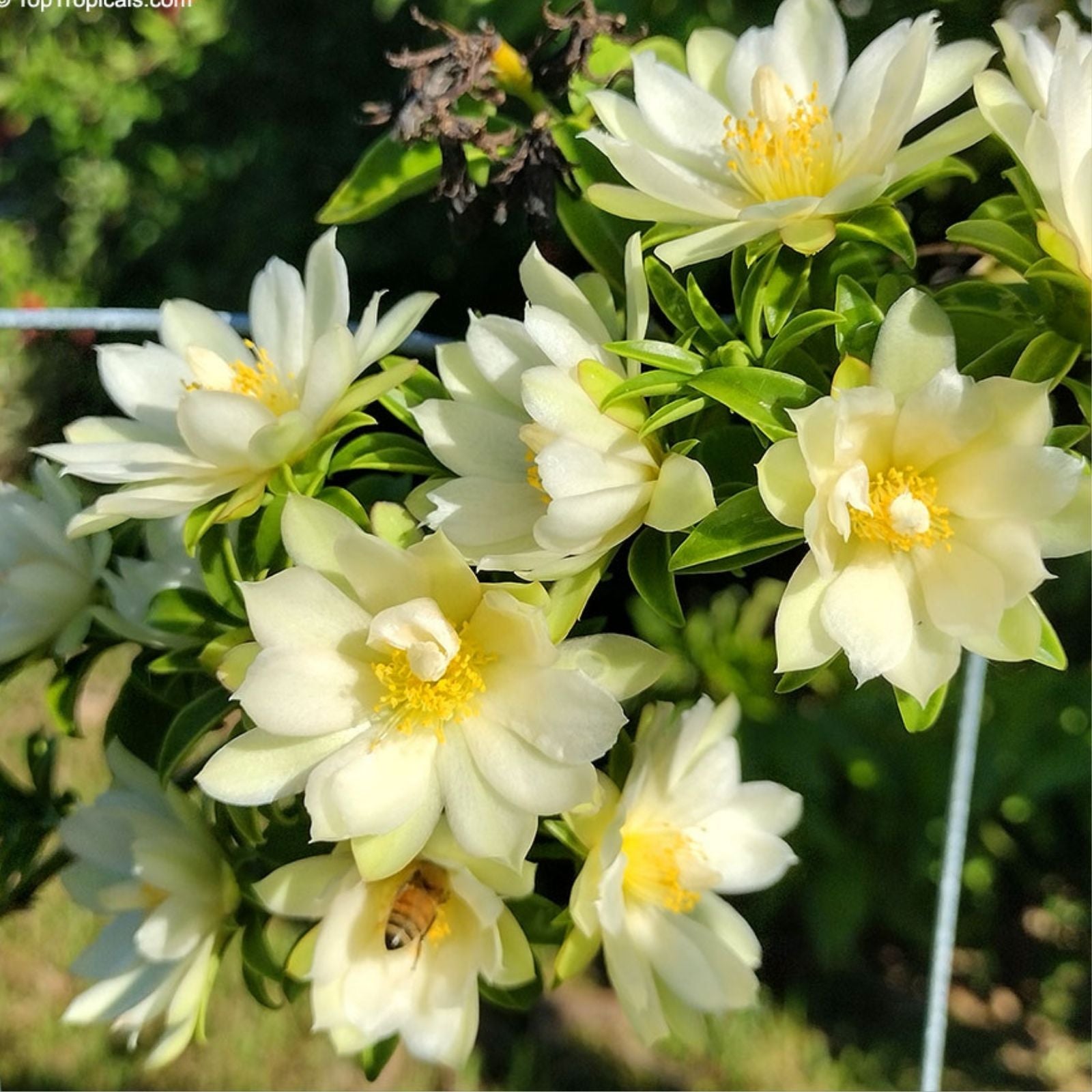 Barbados Gooseberry Cactus Seeds Pereskia aculeata Live Plant Cutting Starter Bare Root Exotic Succulent 10