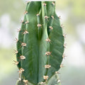 Cereus Cactus Cutting 8.5" – Live Succulent Plant Propagation – Unique Houseplant, Bare Root, Starter Plant