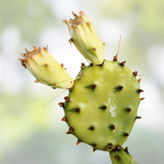 Opuntia macrocentra Black Spine Prickly Pear Cactus Cutting Live Succulent Plant Garden Decor 1 Piece