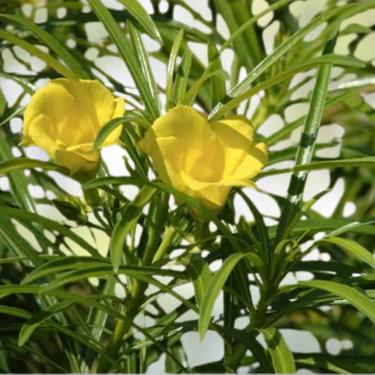 Lucky Nut Bush Seeds 5 Pack | Thevetia peruviana Tropical Evergreen Shrubs | Live Plant Cuttings & Bare Root Starter Plants