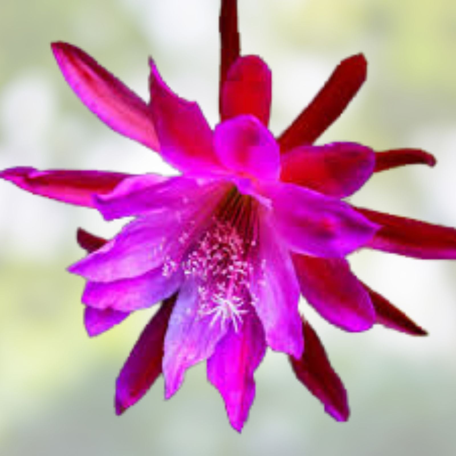 Epiphyllum Orchid Cactus Cuttings Clown Variety Live Plant Indoor Garden Starter Pot
