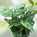 Monstera Adansonii Swiss Cheese Plant Cuttings - Live Indoor Outdoor Houseplants for Decor & Gardening