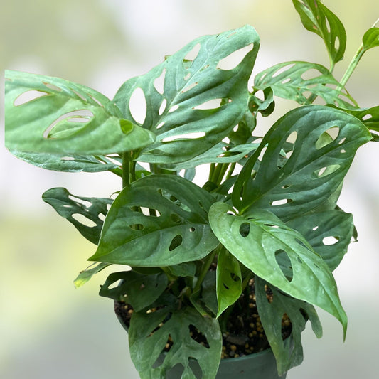 Monstera Adansonii Swiss Cheese Plant Cuttings - Live Indoor Outdoor Houseplants for Decor & Gardening