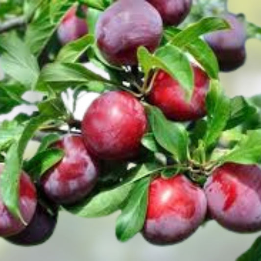 Japanese Red & Yellow Plum Cuttings Prunus salicina Edible Landscaping Plants 2 Pieces
