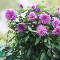 Dahlia Tuber Live Plant Le Baron Lavender Magenta Purple Flower Bulb Garden Flower Bulb